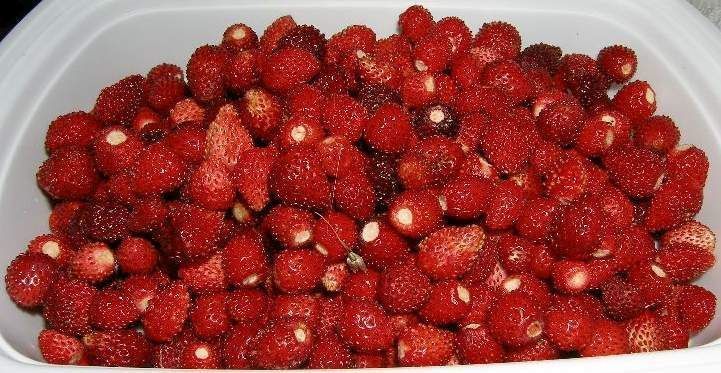Alpine Strawberry 'Ruegen’ 50+ Seeds