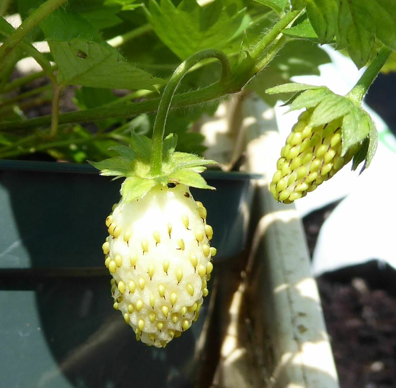 Alpine Strawberry 'Mini White' 15+ Seeds