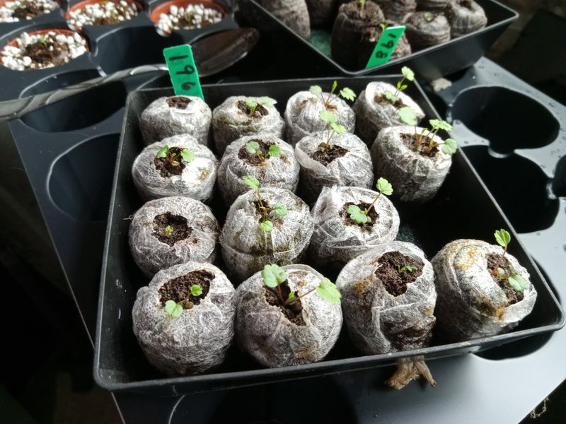Germination Kit Self-Watering