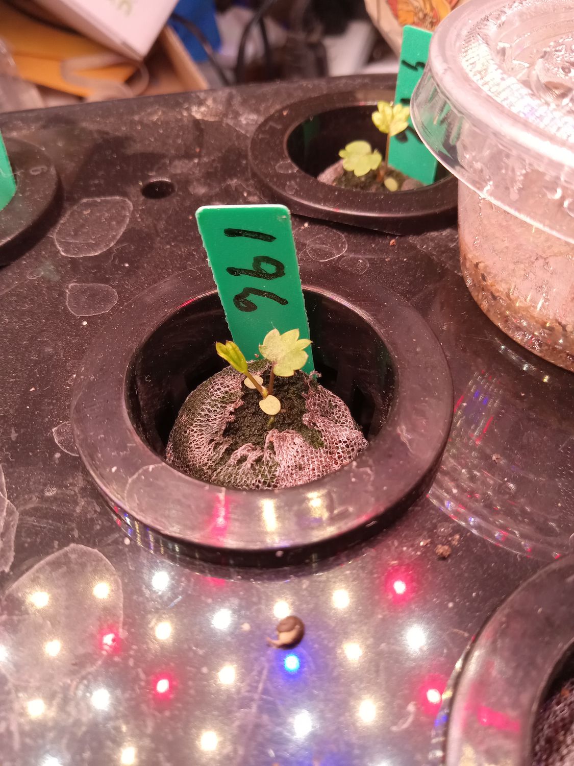 Desktop Garden Pod Replacement with coir pellet