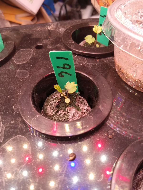 Desktop Garden Pod Replacement with coir pellet