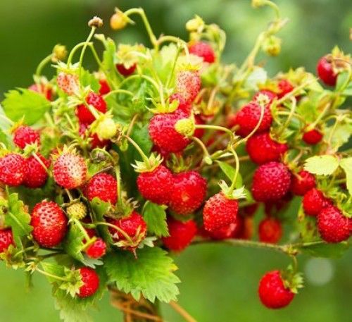 Alpine Strawberry 'Forest Fairy' 15+ Seeds