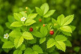 Ornamental Alpine Strawberry Golden Alexandria - 25+ Seeds