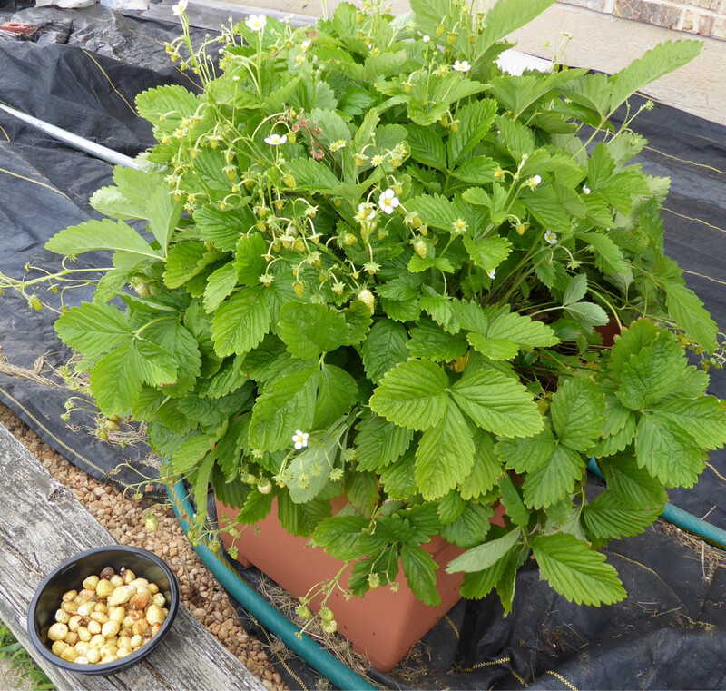 Alpine Strawberry 'Pineapple Crush' 50+ Seeds Alpine Strawberry 'Pineapple Crush' 50+ Seeds