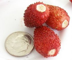 Alpine Strawberry 'Alexandria' 50+ Seeds