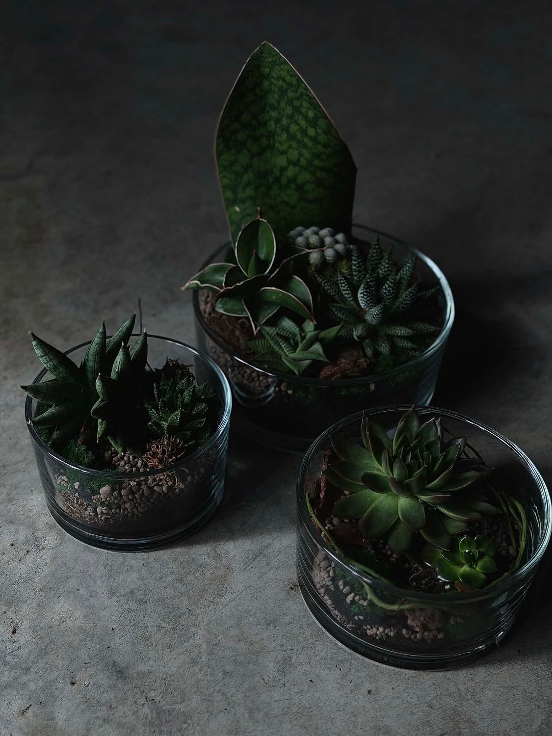 Ilgalaikė kompozicija žemoje stiklo vazoje