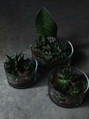 Ilgalaikė kompozicija žemoje stiklo vazoje