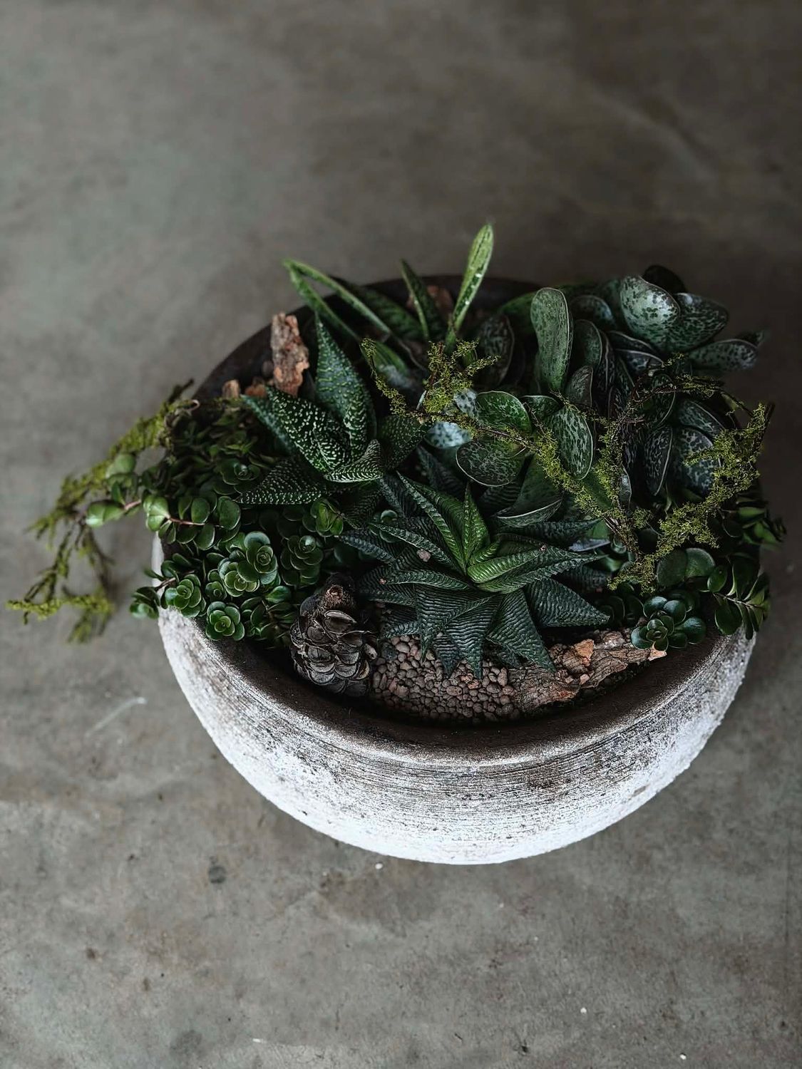 Sukulentai keramikinėje vazoje - L