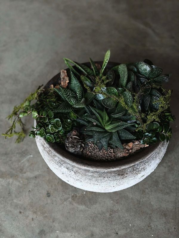 Sukulentai keramikinėje vazoje - L