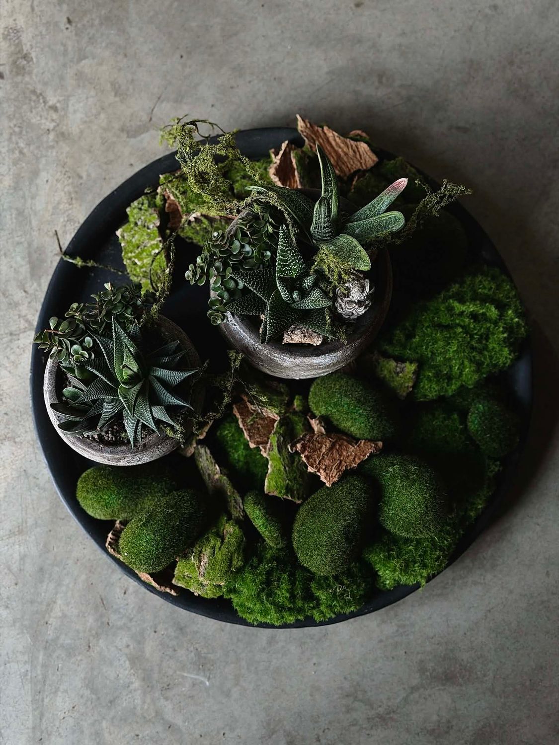 Sukulentų kompozicija stalo dekorui - XL