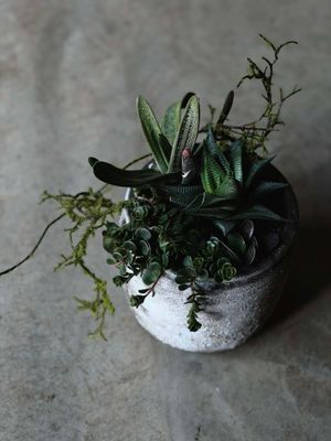Sukulentai keramikinėje vazoje - M
