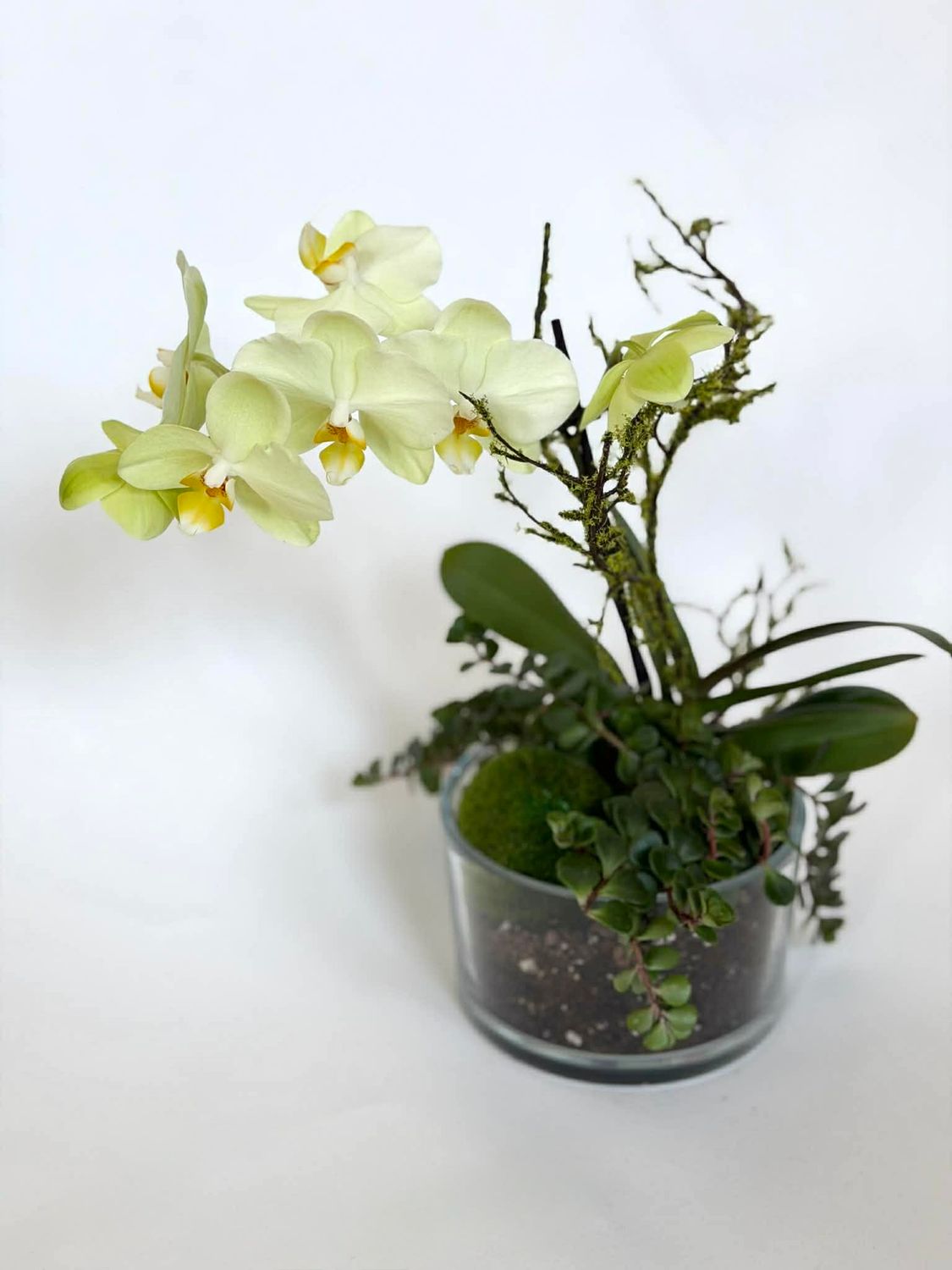 Kompozicija su Orchidėja stiklo vazoje S