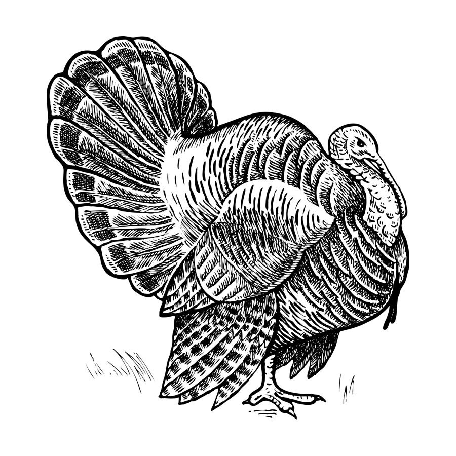 Turkey Heart