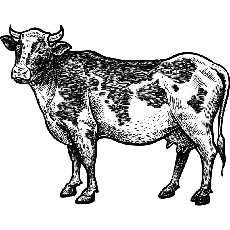 WAGYU LIVERS