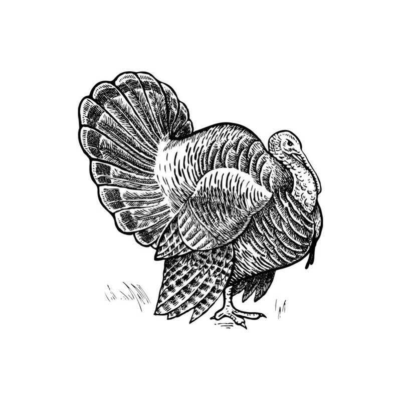 Turkey Liver