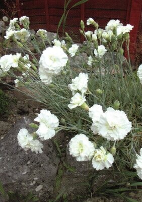 ​White Carnations