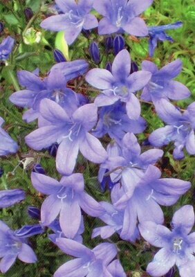 ​Purple Flowers