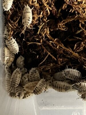 Other Inverts