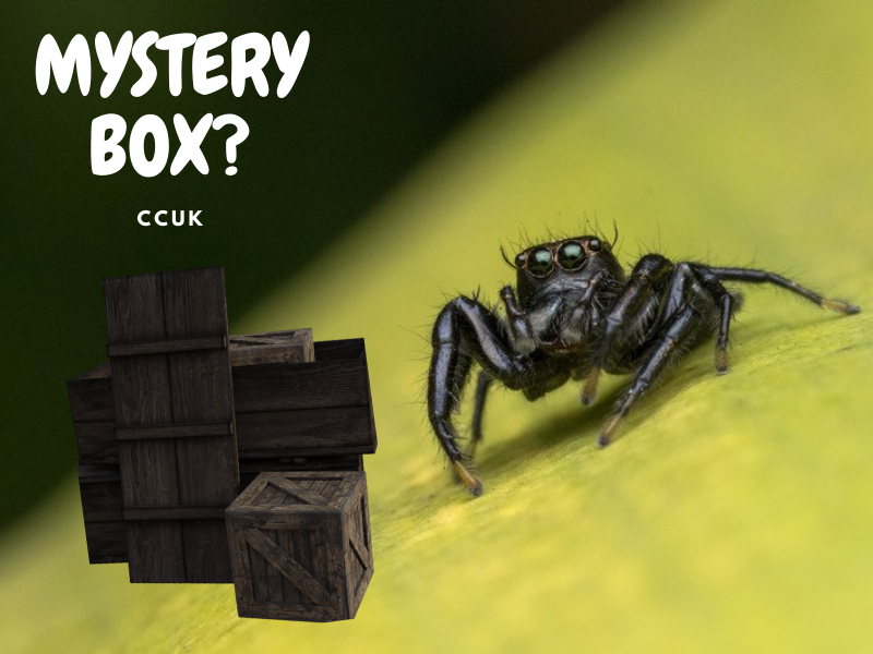 Mystery Box