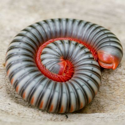 Millipedes