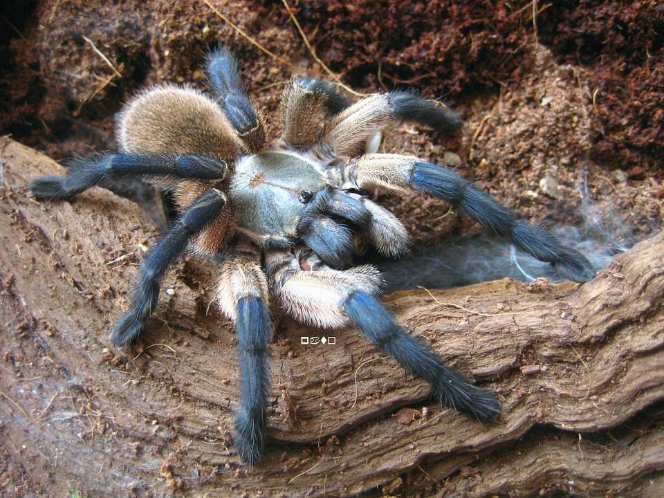 Monocentropus balfouri Communal of 4