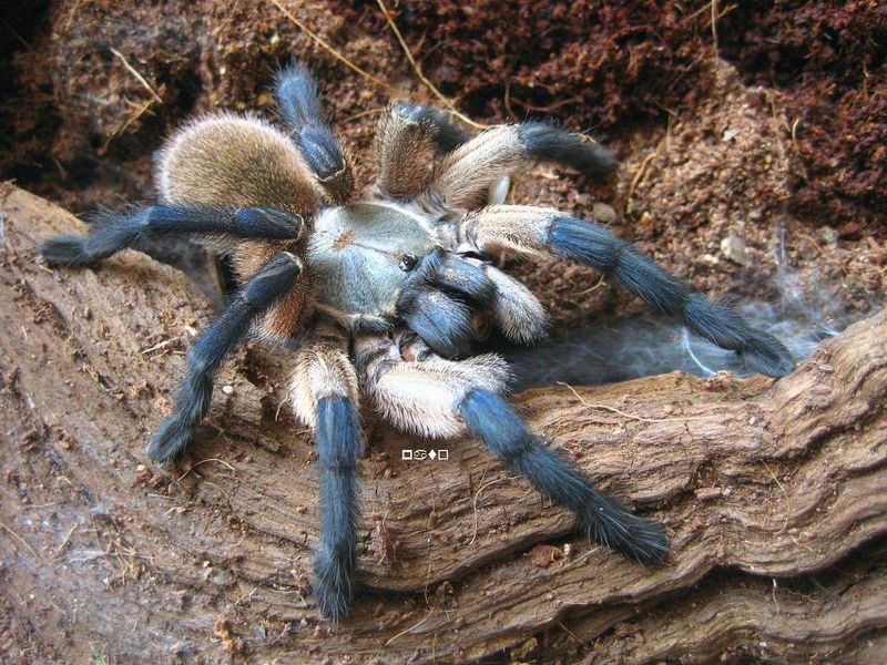 Monocentropus balfouri Communal of 4