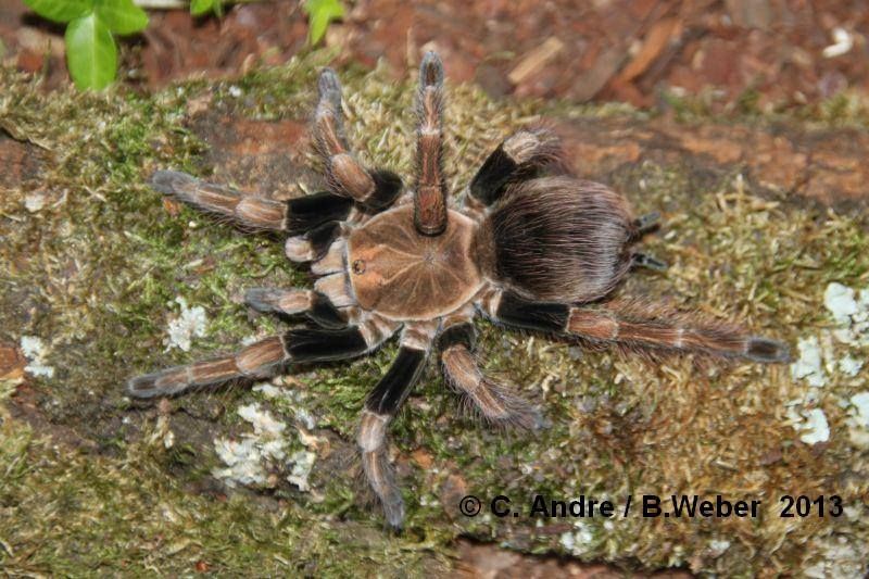 Pamphobeteus mascara