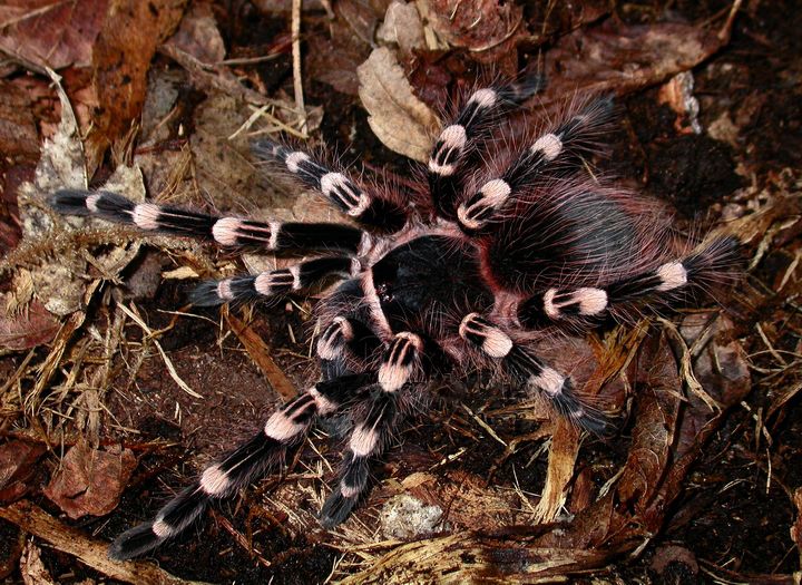 A geniculata