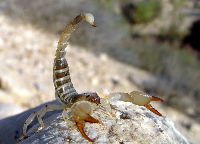 Scorpio maurus palmatus