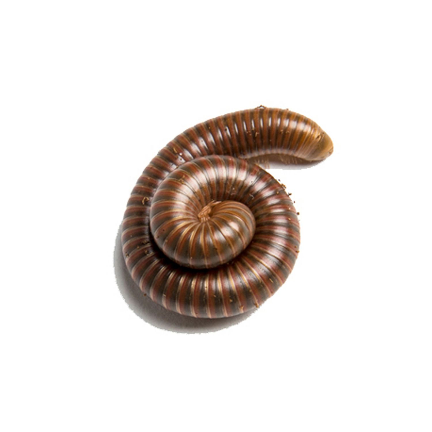 Olive Millipedes