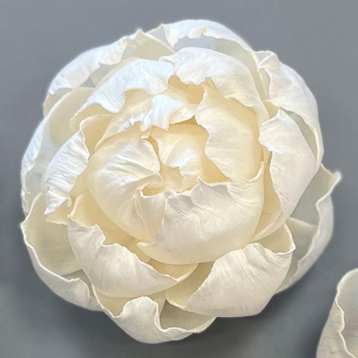 Luxury Sola Wood Flowers