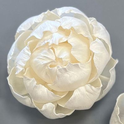 Luxury Sola Wood Flowers