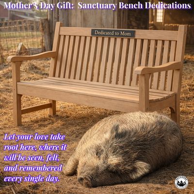 Mother's Day Bench Dedication