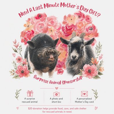 Mother’s Day Surprise Animal Sponsorship