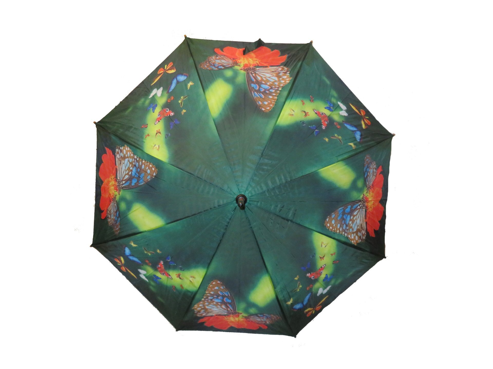 Paraplu vlinders volwassene