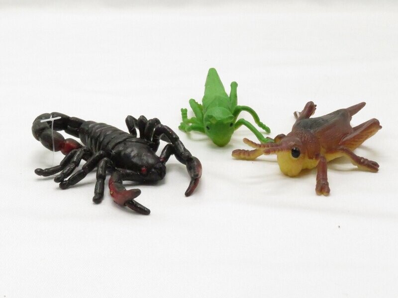 Rekbaar insect | 10 soorten