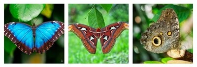 3D Magneet vlinder | 3 soorten
