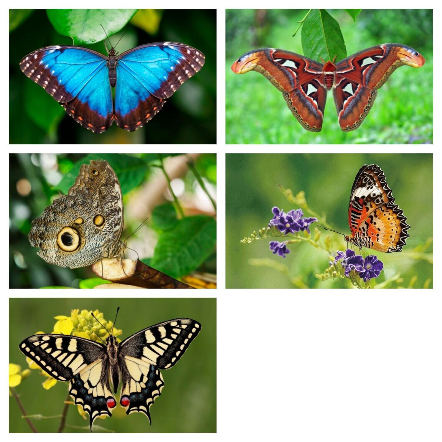 Ansichtkaart vlinders 3D | 4 soorten