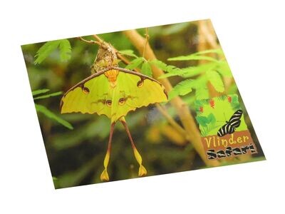 Ansichtkaart Vlindersafari | 2 varianten