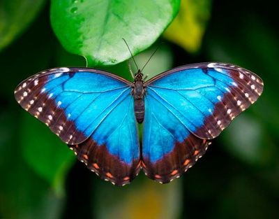 Placemat 3D | 2 designs Placemat 3D | 2 designs