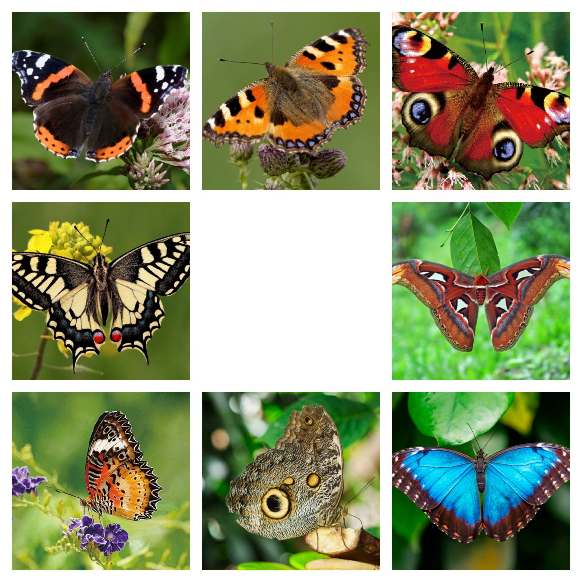 Ansichtkaart 3D vlinder | 8 soorten