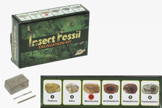 Graafset insecten fossiel | 6 varianten