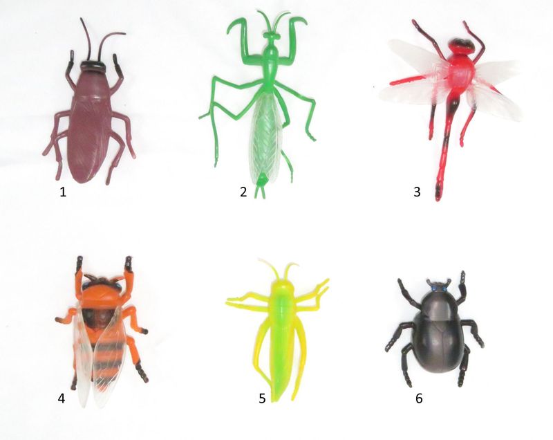 Insecten | 2 soorten