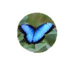 Wandbord rond blauwe Morpho