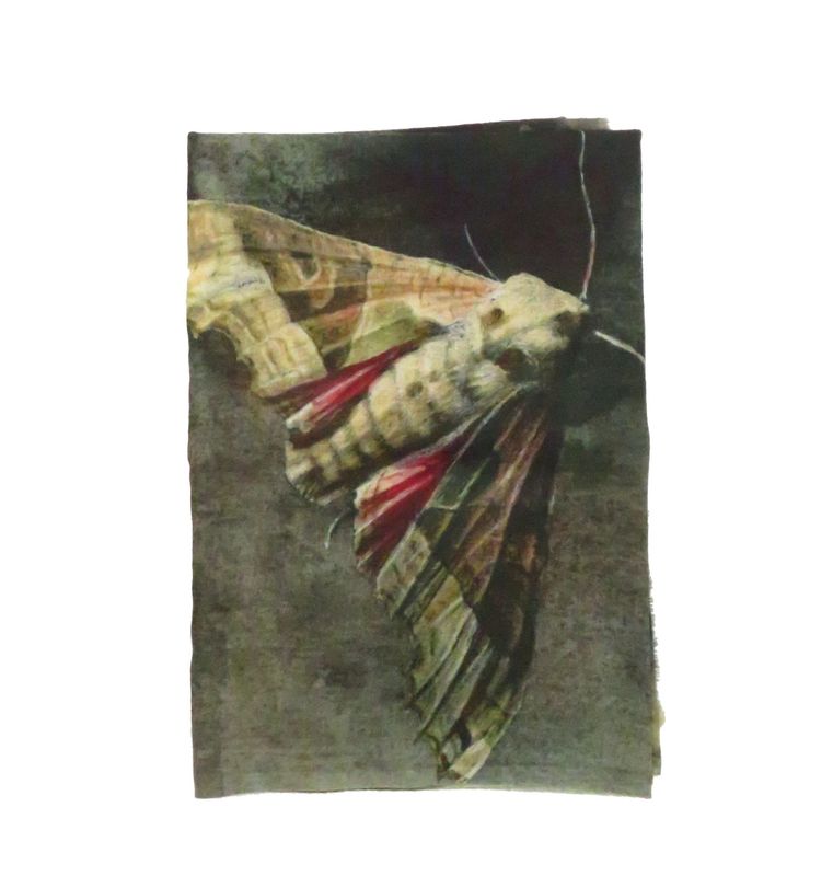 Sjaal kolibirievlinder