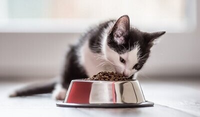 Cat food