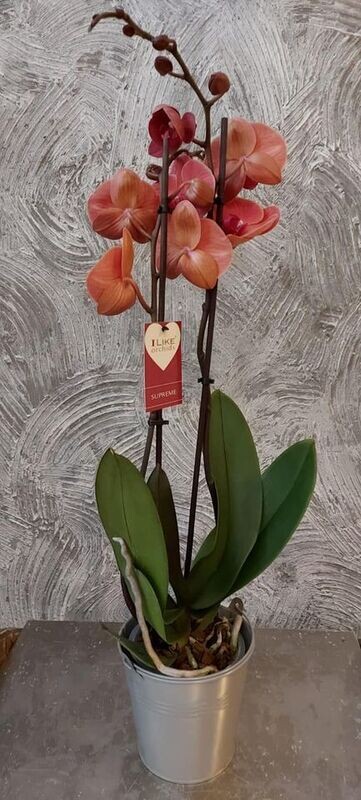Phalaenopsis couleur brique