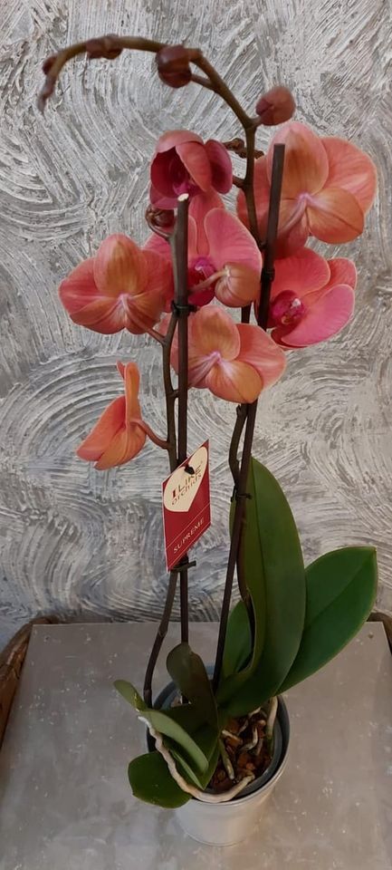 Phalaenopsis couleur brique