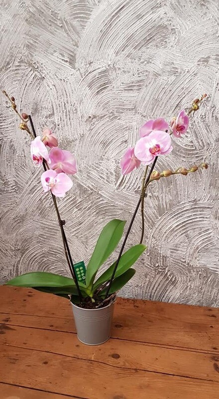 Phalaenopsis rose