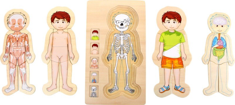 Puzzel anatomie Boy